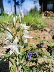 Ornithogalum nutans