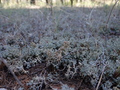 Pulchrocladia corallaizon