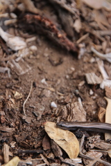 Hemiergis decresiensis