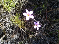 Oxalis polyphylla pentaphylla