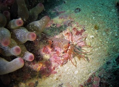 Rhynchocinetes brucei