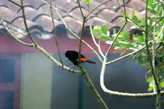 Ramphocelus flammigerus flammigerus