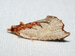 Glyphidoptera polymita