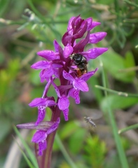 Dactylorhiza lapponica