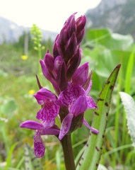 Dactylorhiza lapponica