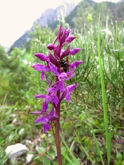 Dactylorhiza lapponica