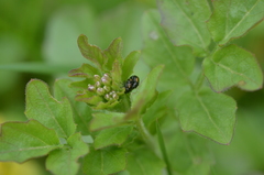 Phyllotreta tetrastigma