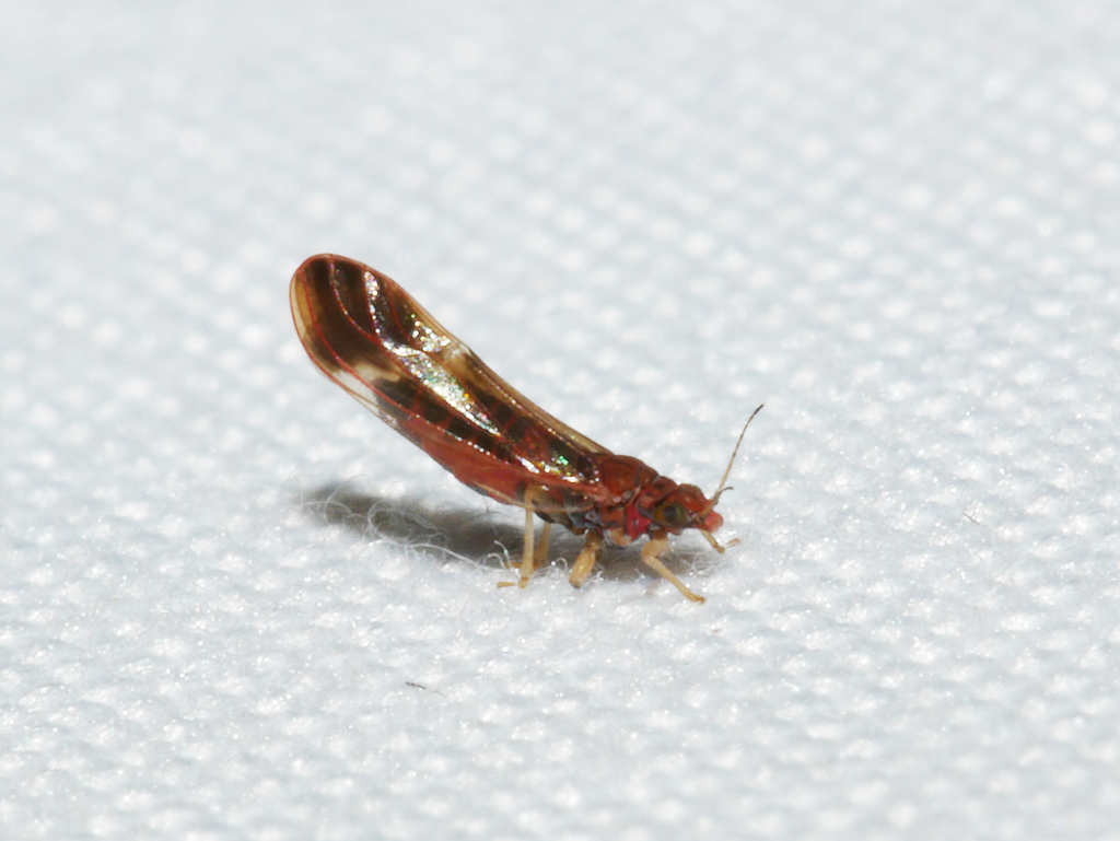 Anoeconeossa