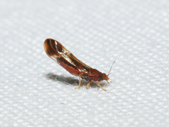 Anoeconeossa