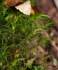 Dicranoloma menziesii