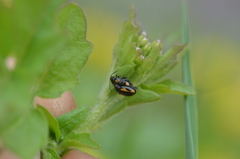 Phyllotreta tetrastigma