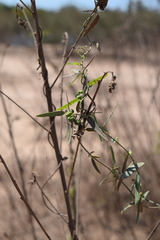 Cocculus diversifolius