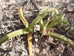 Glottiphyllum