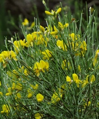 Genista radiata