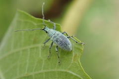 Cyphicerini