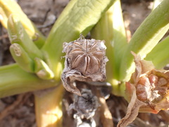 Glottiphyllum