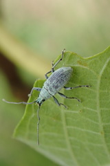 Cyphicerini