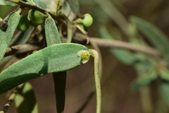 Cocculus diversifolius
