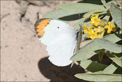 Colotis evanthe