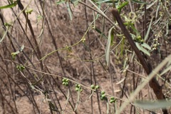Cocculus diversifolius