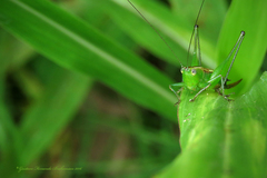 Conocephalus ochrotelus