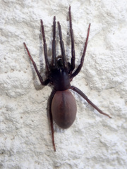 Segestria florentina
