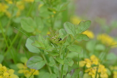 Phyllotreta tetrastigma