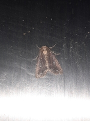 Condica albigutta