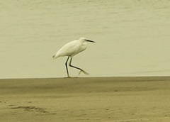 Egretta garzetta