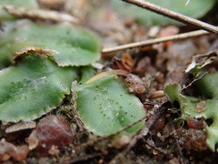 Riccia cartilaginosa