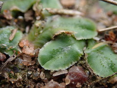Riccia cartilaginosa