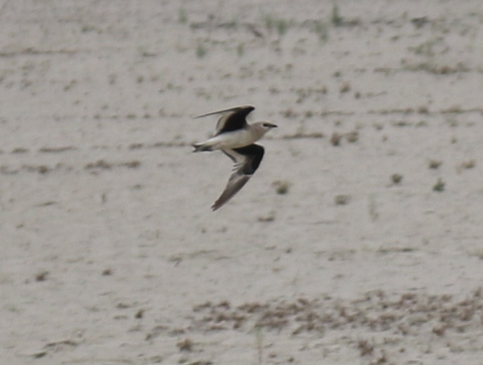 Small Pratincole