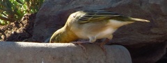 Ploceus capensis