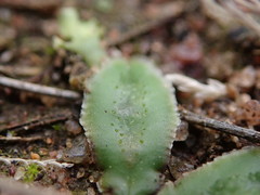 Riccia cartilaginosa