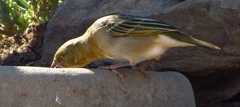Ploceus capensis
