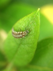 Chrysoperla nipponensis