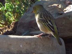 Ploceus capensis