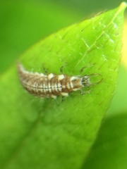 Chrysoperla nipponensis