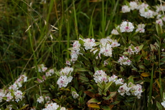 Veronica decumbens