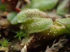 Riccia collata