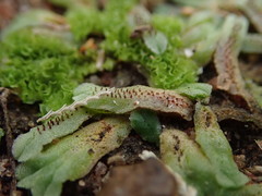 Riccia collata