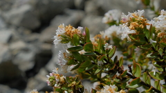 Veronica decumbens