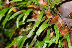 Notogrammitis billardierei