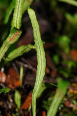 Notogrammitis billardierei