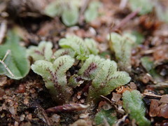 Riccia collata