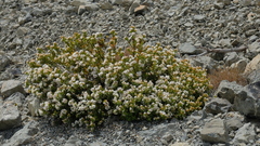 Veronica decumbens