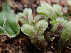 Riccia collata