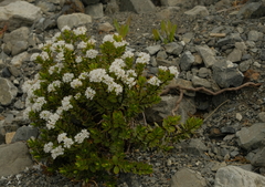 Veronica decumbens