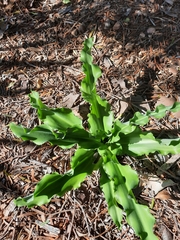 Veltheimia