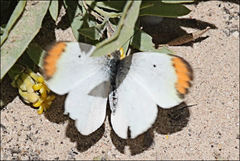 Colotis evanthe